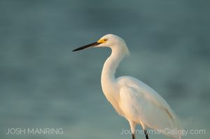 Josh Manring Photographer Decor Wall Art -  Florida Birds Everglades -67.jpg